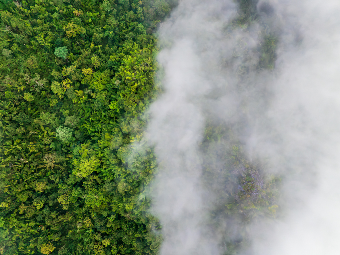 The 45 Most Important Sustainability Terms to Know | Zeigo Sustainability Software A aerial view of a forest with fog zeigo | sustainability software solution